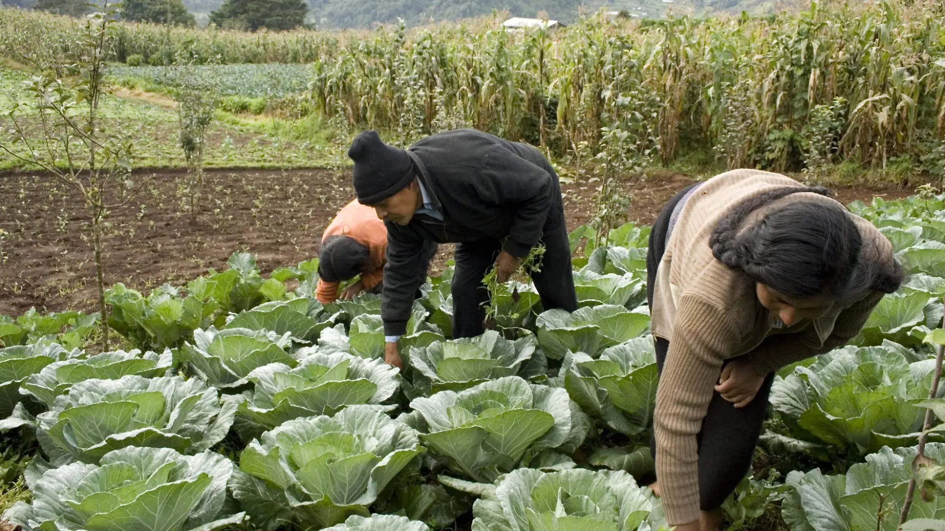 agricola produccion campo agricultores sgarpa